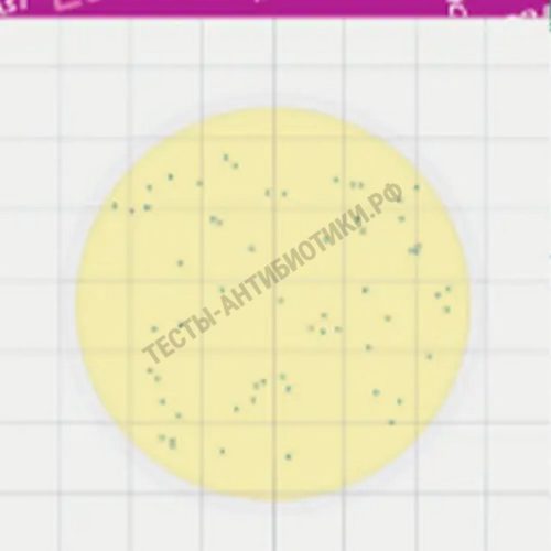 MicroFast® Environmental Listeria Count Plate (EL) LR1008