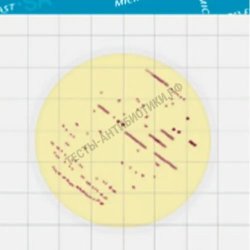 MicroFast Staphylococcus Aureus Count Plate (SA) LR 1005