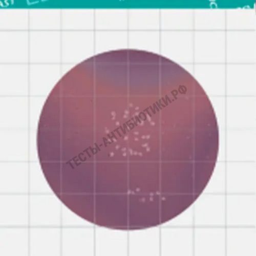 MicroFast Enterobacteriaceae Count Plate (EB) LR1011