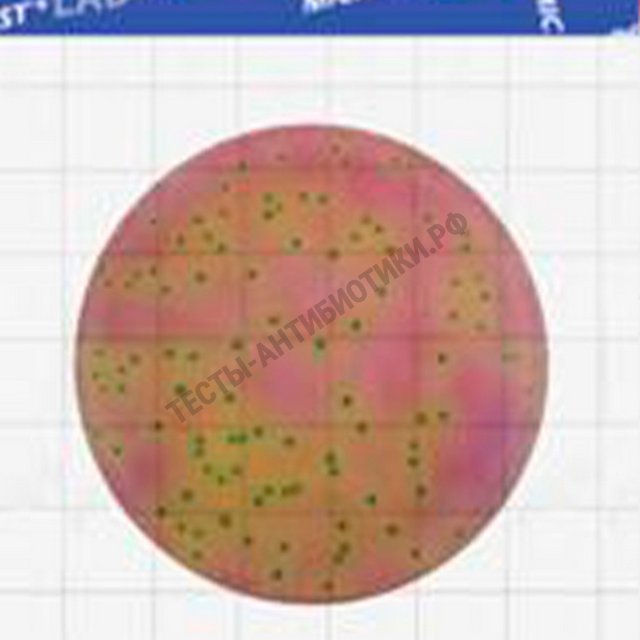 MicroFast® Lactic acid bacteria Count Plate (LAB) LR1312